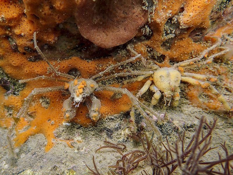 Two small Spider Crabs with sponge ‘decoration’ © Paul Naylor