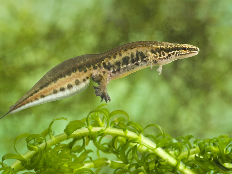 Male Palmate Newt Male Palmate Newt