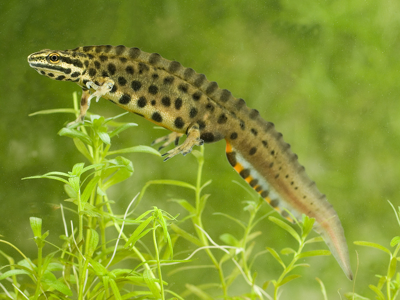 Male Smooth Newt Male Smooth Newt