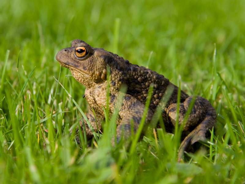 Common Toad Common Toad