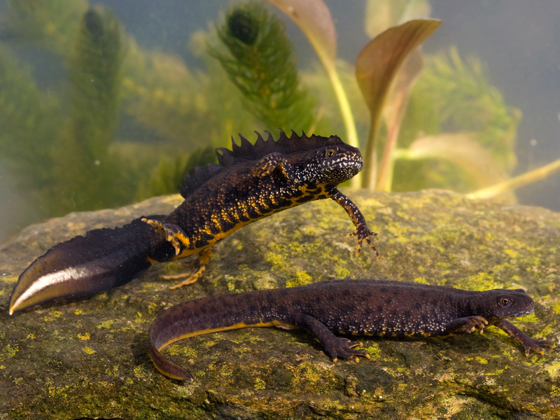 Great Crested Newt Great Crested Newt