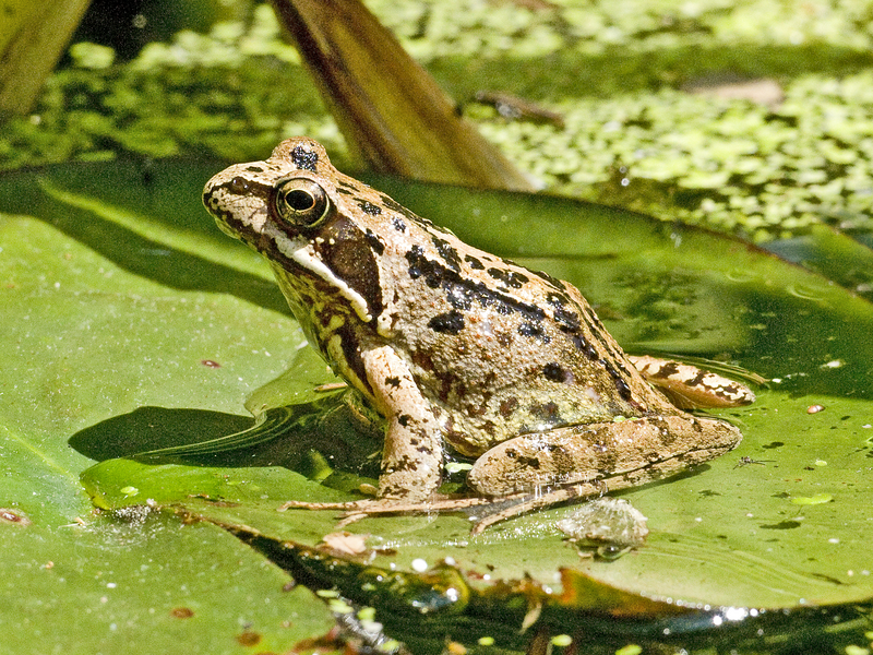 Common Frog Common Frog