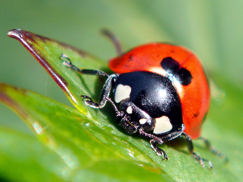 Top Ten Wildlife Gardening Tips for 2023