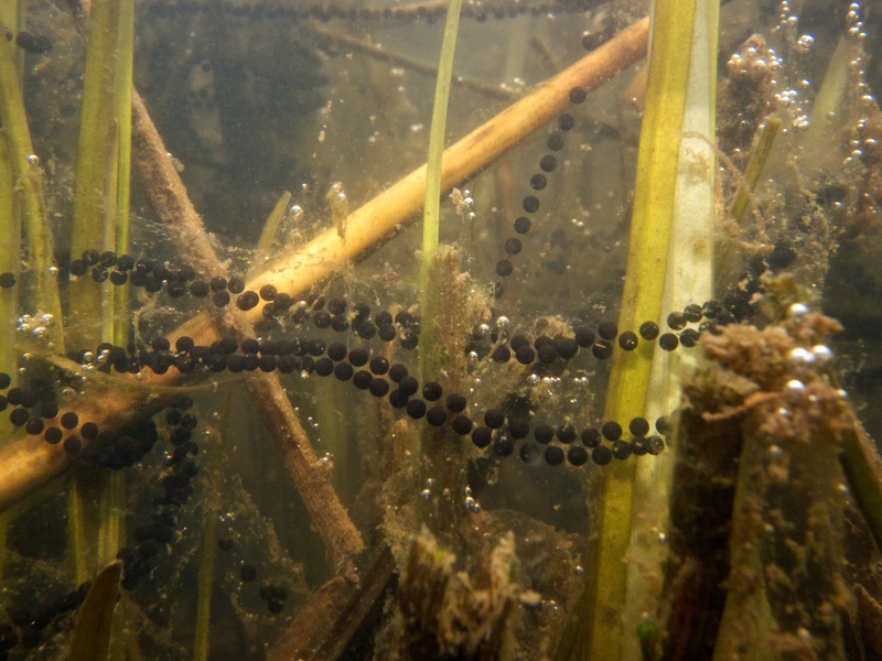 Toad spawn Toad spawn