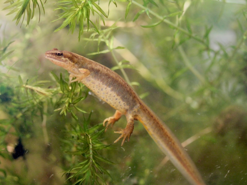 Female Smooth Newt Female Smooth Newt