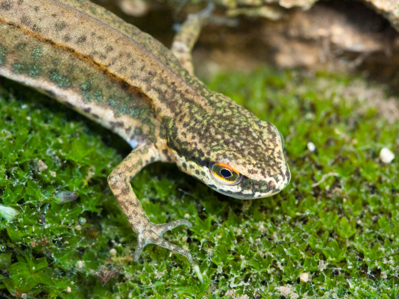 Female Palmate Newt Female Palmate Newt