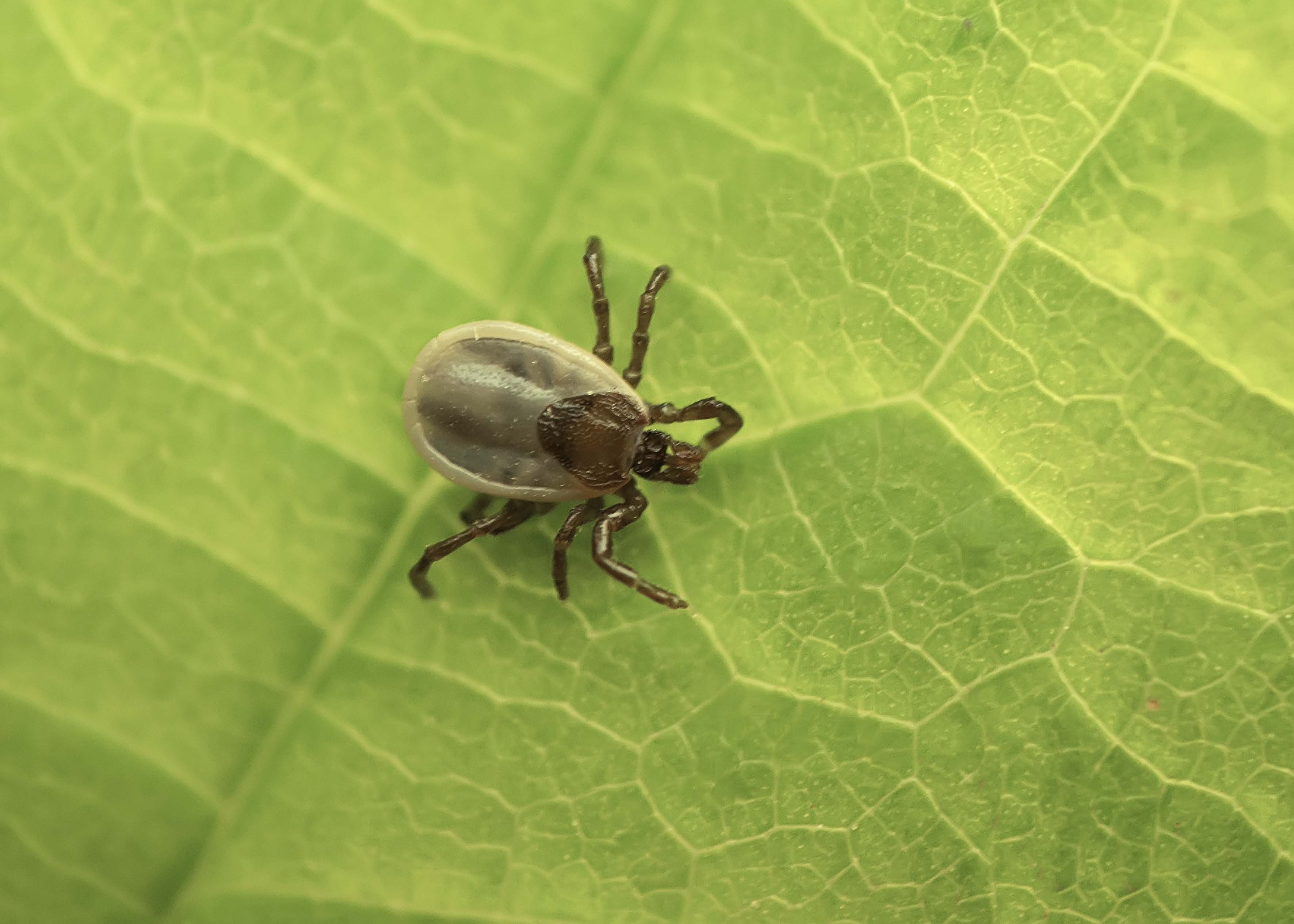 Be tick aware