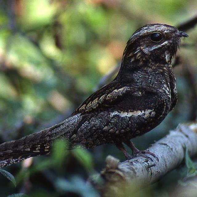 Webinar: Heathland Birds and Urbanisation Impacts (23/10)