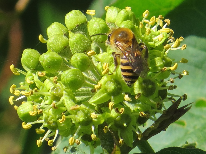 Sea-aster and Ivy bees at Rye Harbour Nature Reserve