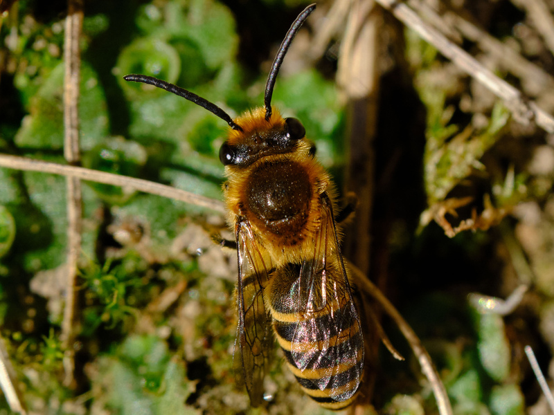 Ivy Bee © Michael Howard Ivy Bee © Michael Howard
