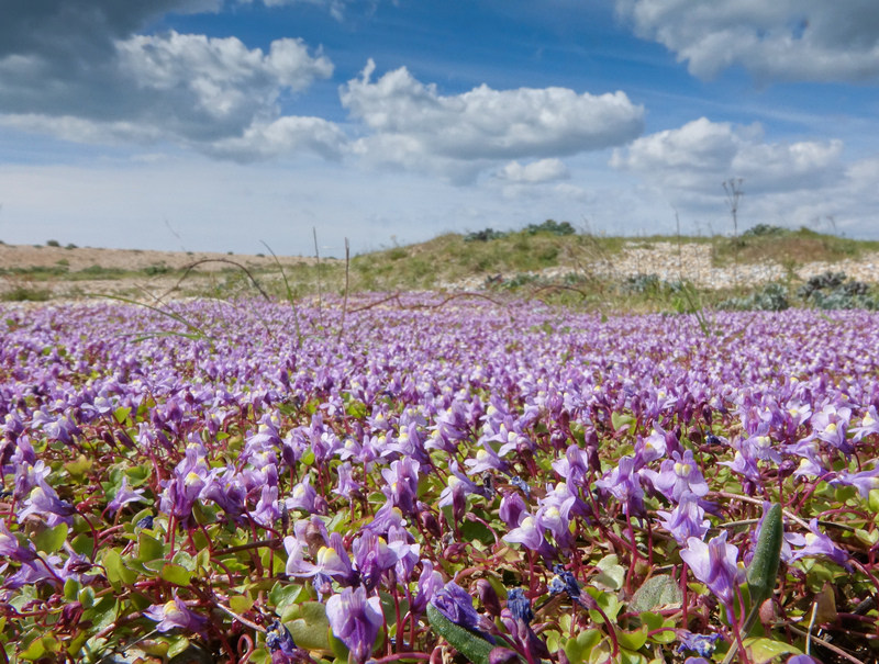 Ivy-leaved Toadflax