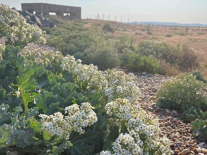Sea Kale at Rye Harbour Nature Reserve © James Horner Sea Kale at Rye Harbour Nature Reserve © James Horner