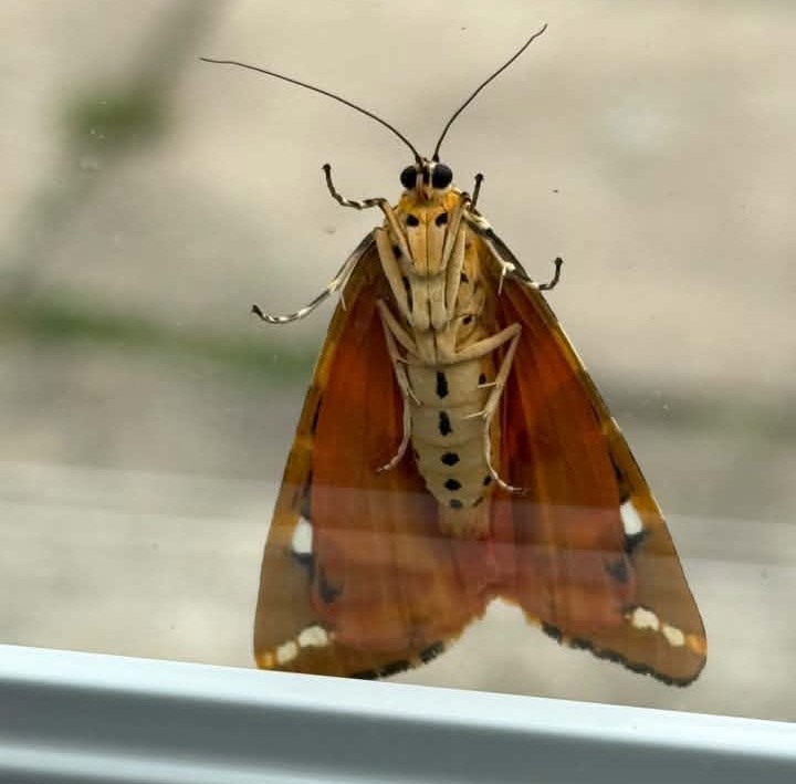 Jersey Tiger © Marion Hoffman Jersey Tiger © Marion Hoffman