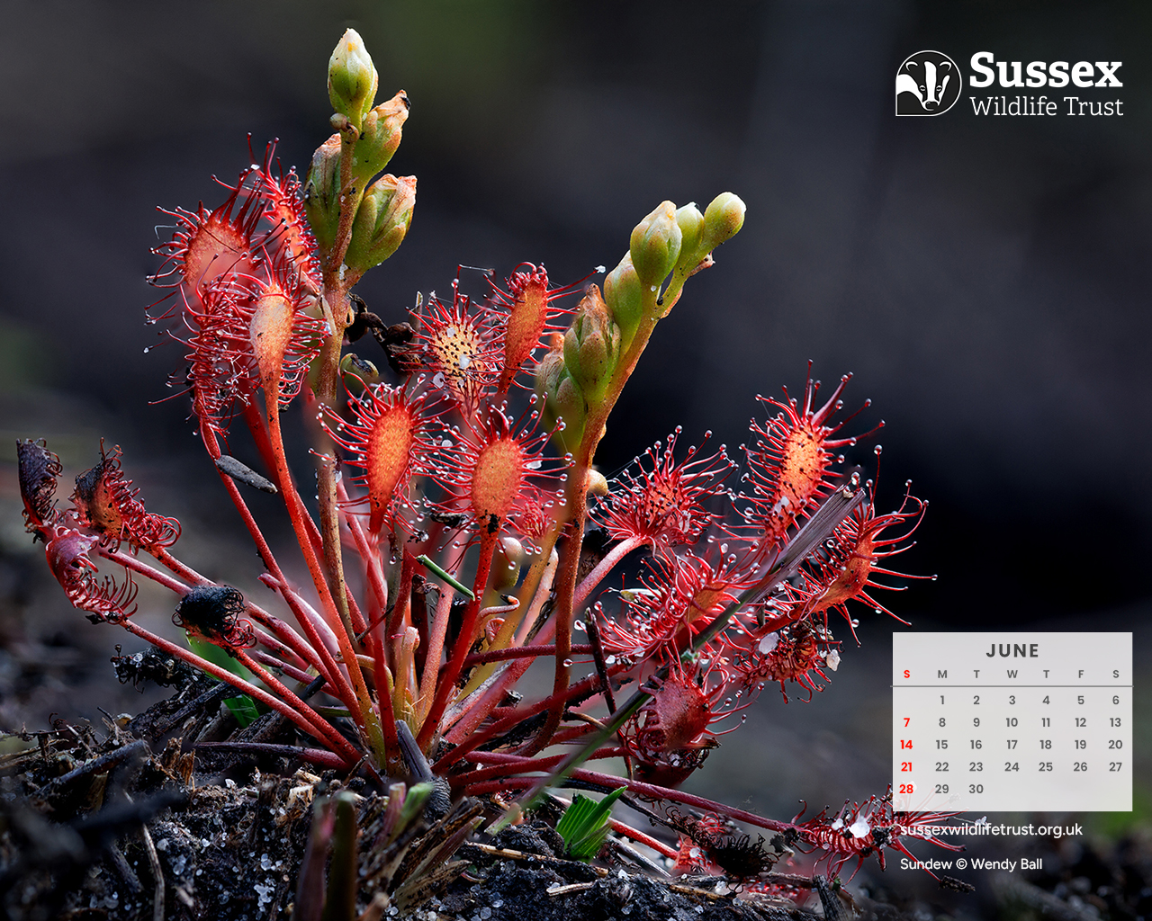 June 2026: Sundew @ Simon Watkins