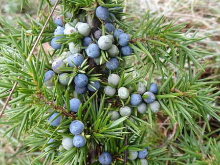 Juniper seed cones