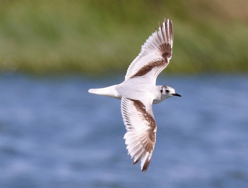 Little Gull