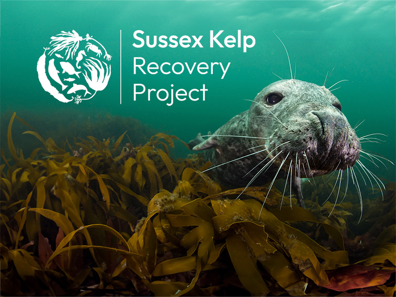 Glimmers of hope for recovery of Sussex sea forests