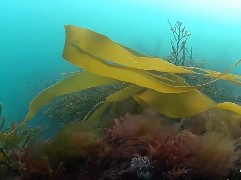 Sussex Kelp Anniversary
