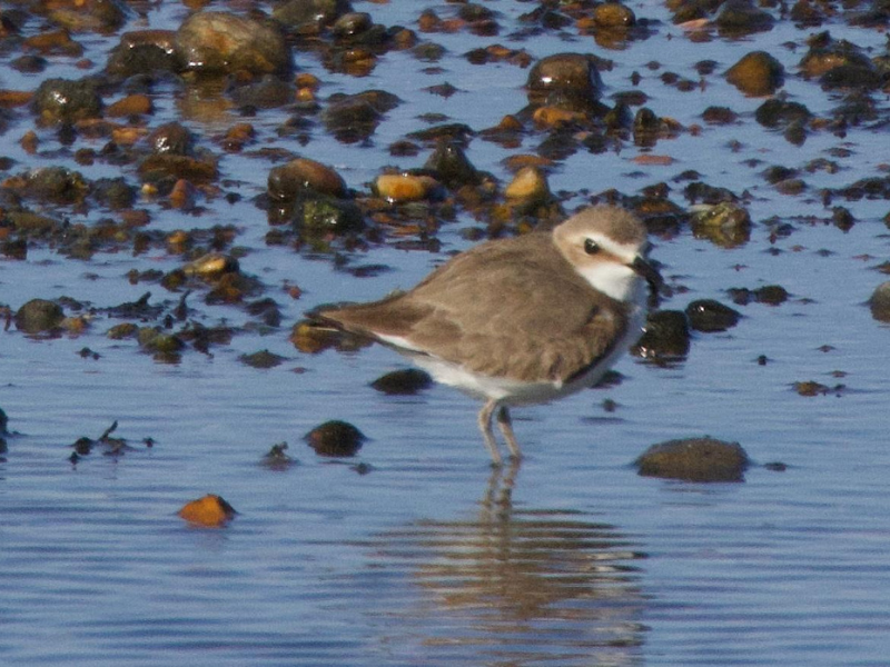 Kentish Plover © James Tomlinson
