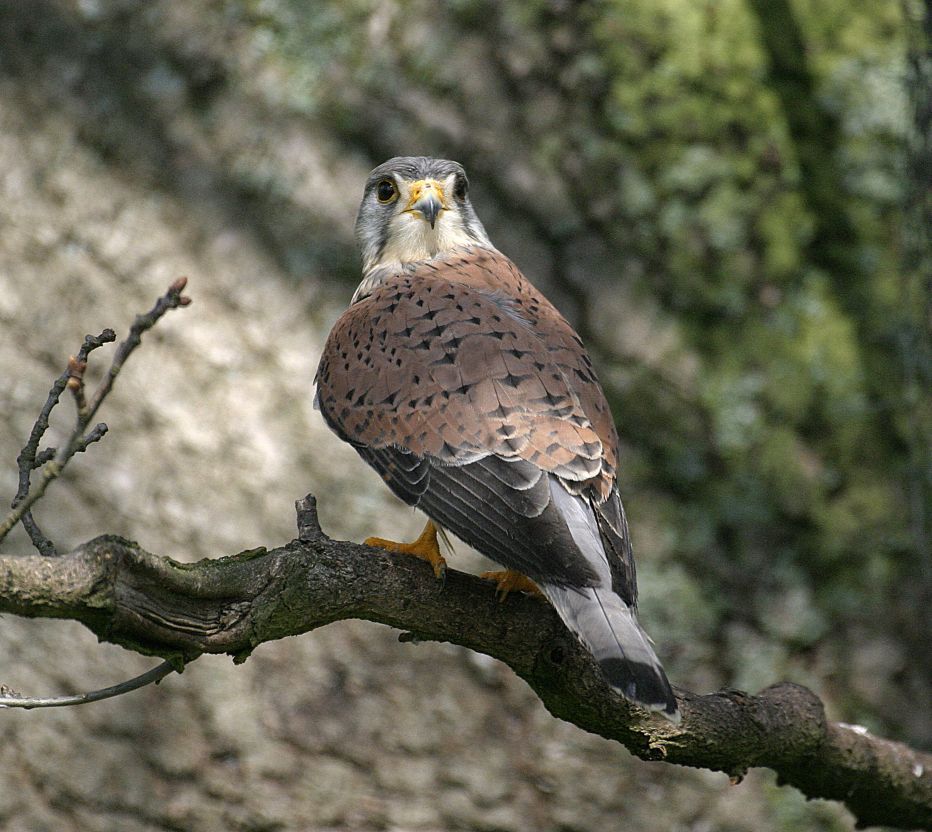 Kestrel © Darin Smith