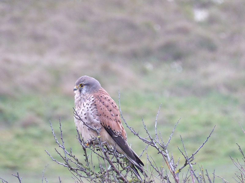 Kestrel © David Beer