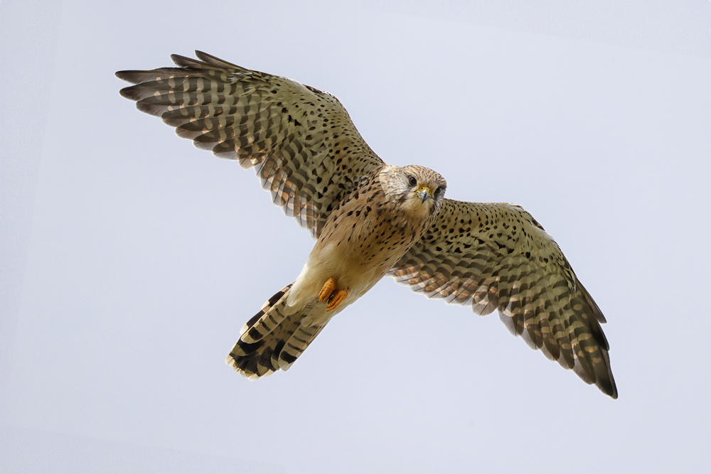 Kestrel by Colin Mitchell