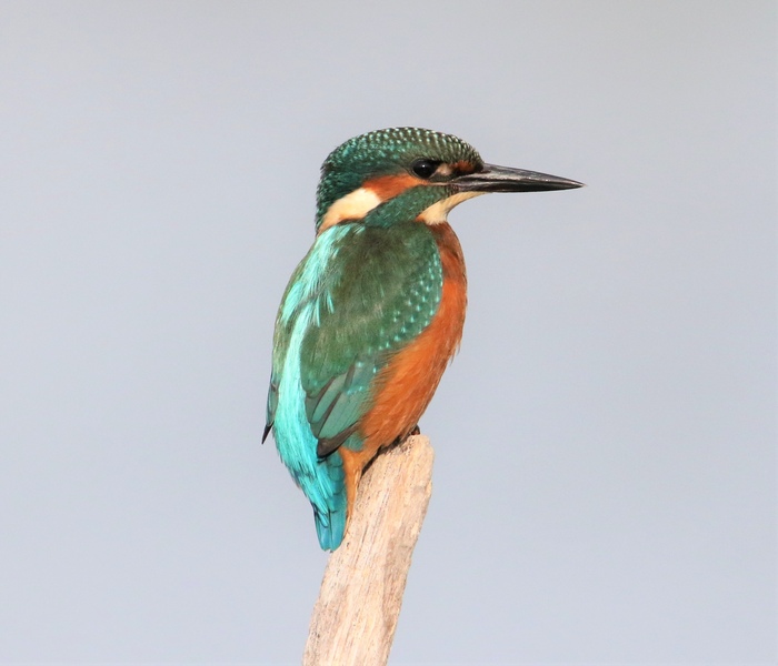 Kingfisher Kingfisher