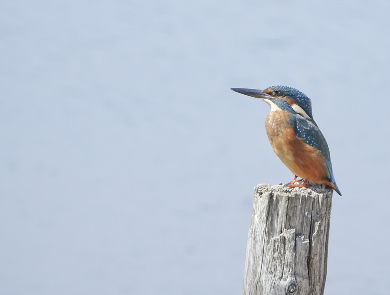 Kingfisher Kingfisher