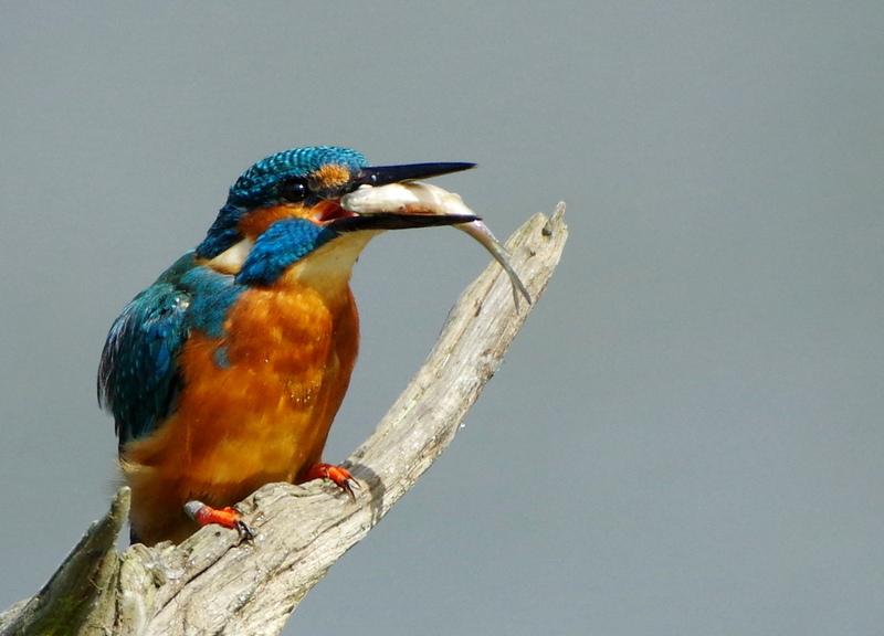 Kingfisher © Barry Clough