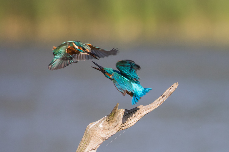 Two Kingfishers Two Kingfishers