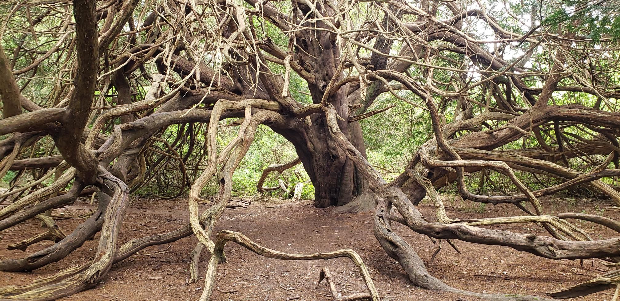 Yew at Kingley Vale NNR © Katie Parker