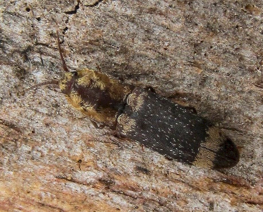 Click beetle Lacon querceus