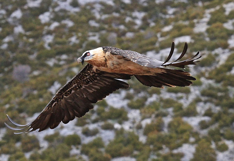 Lammergeier © David Philps