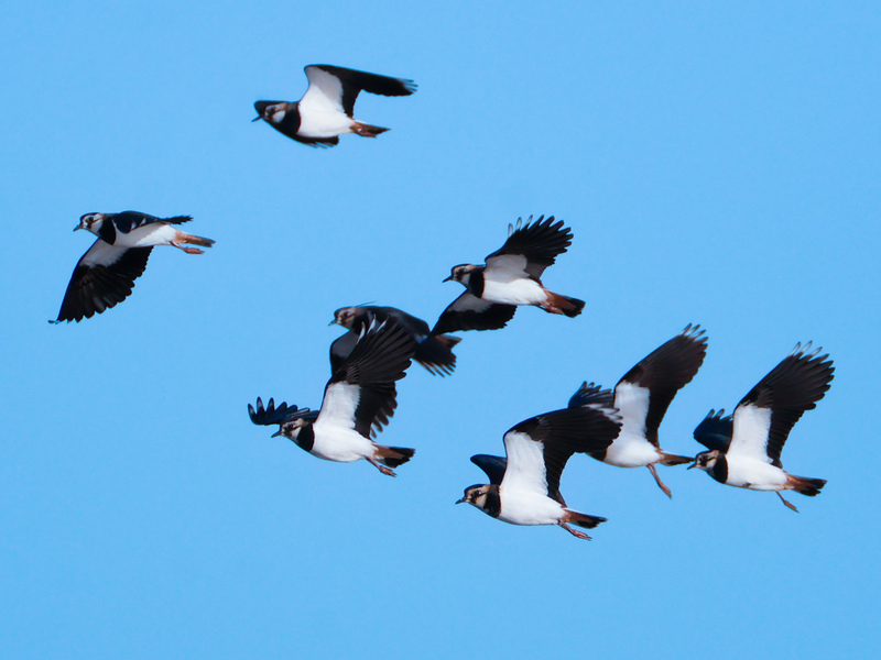 Local Nature Recovery Strategies for Sussex published