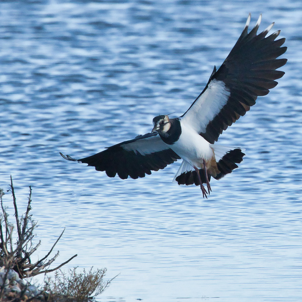 Lapwing © Barry Yates Lapwing © Barry Yates