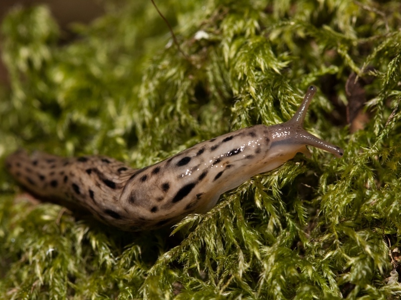 Leopard Slug © Vaughn Matthews Leopard Slug © Vaughn Matthews