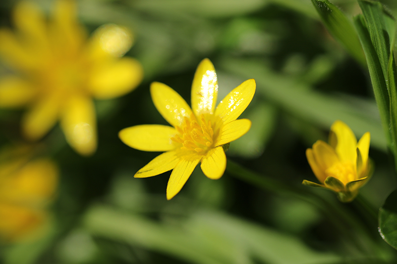 Lesser Celandine 3