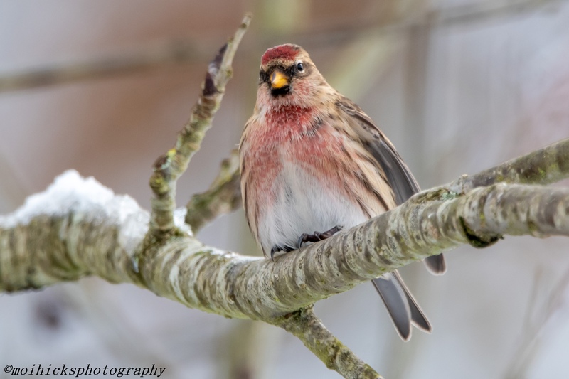 Lesser Redpoll