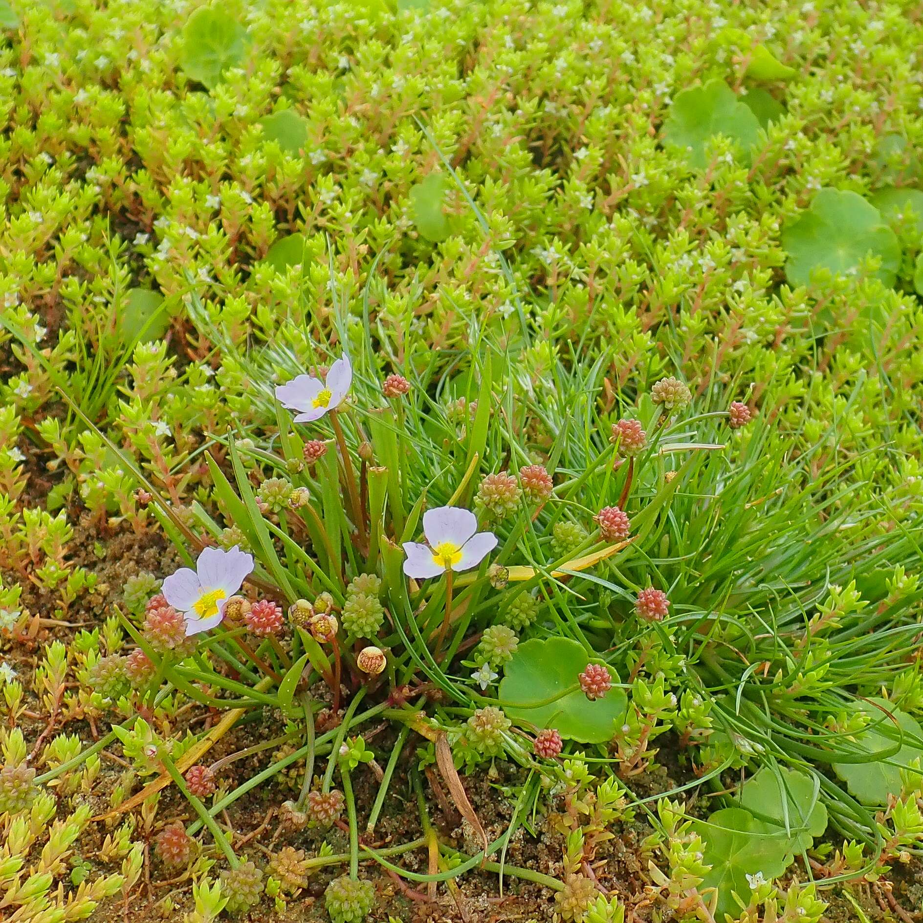 Lesser Water-plantain