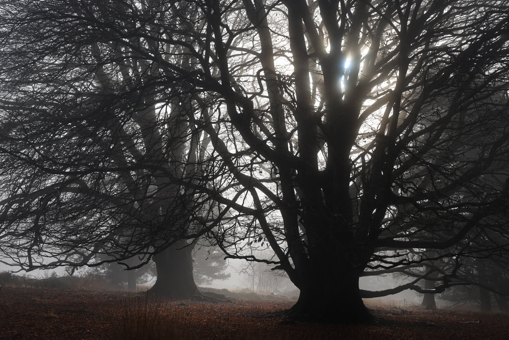 Light through the Trees by Chris Mole