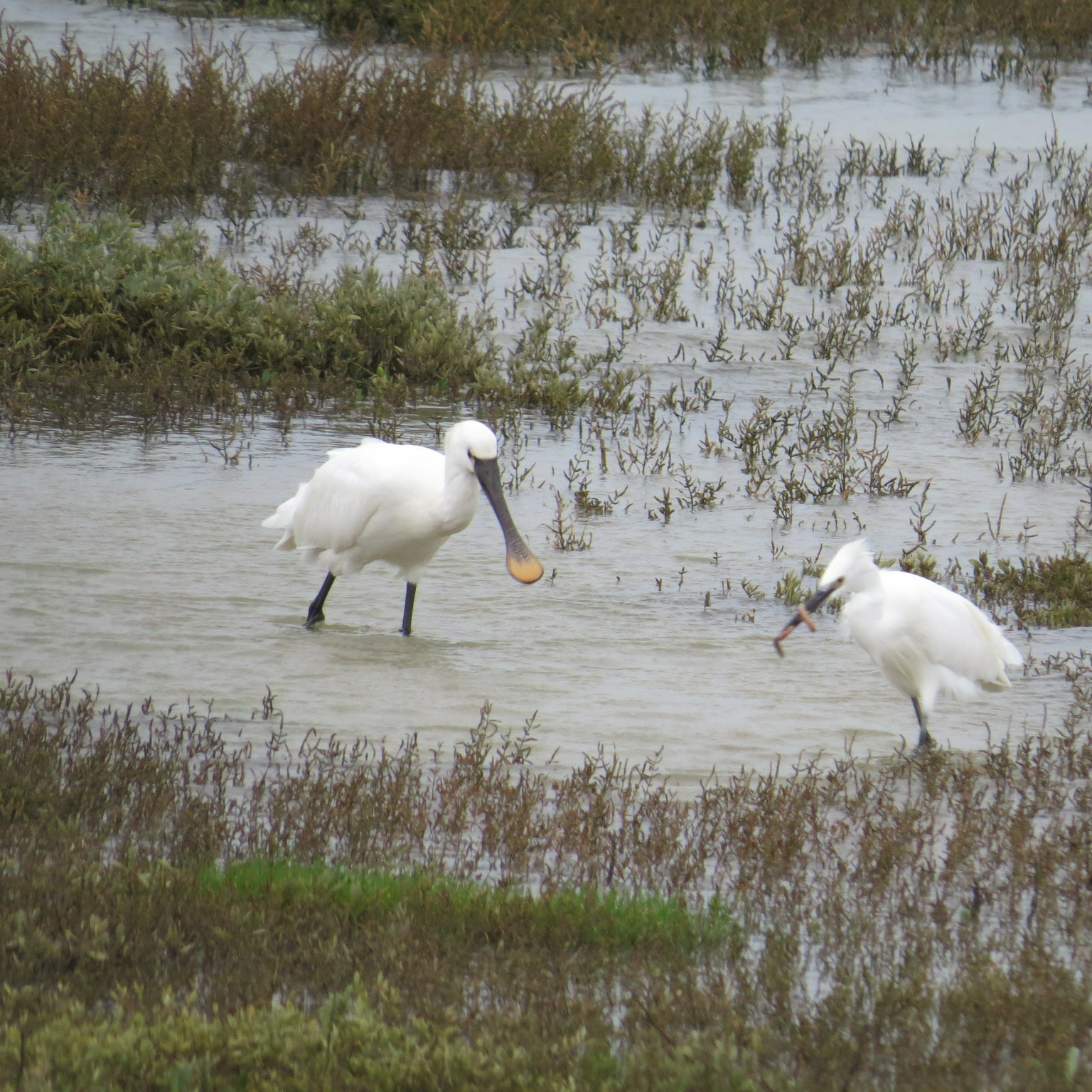 Spoonbill © Barry Yates