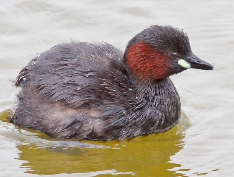What's your favourite bird?