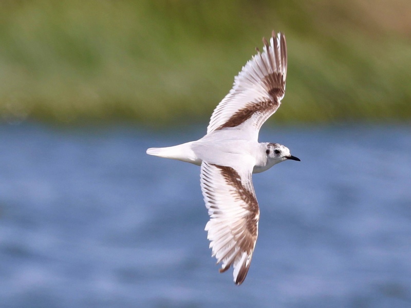 Little Gull © James Tomlinson