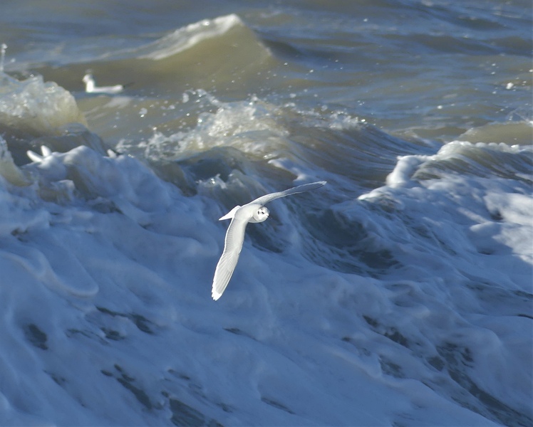 Little Gull © Simon Linington
