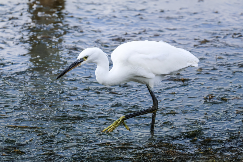 Little Egret at Rye Harbour Nature Reserve © Kai Hilton