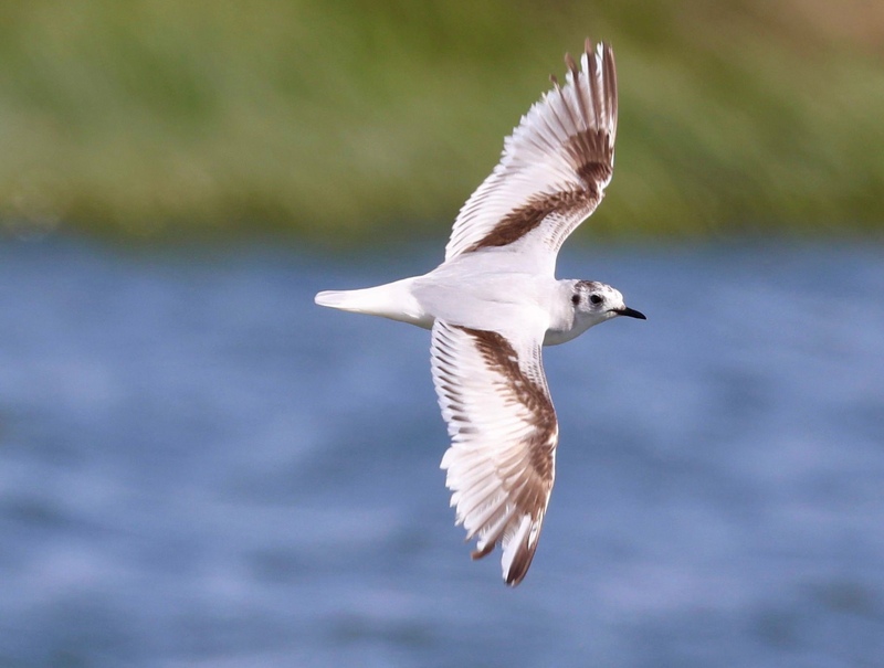 Rye Harbour Nature Reserve Wildlife sightings - June 2024