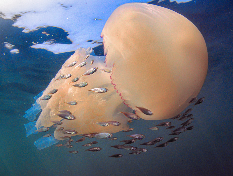 Barrel Jellyfish off Littlehampton © Paul Parsons