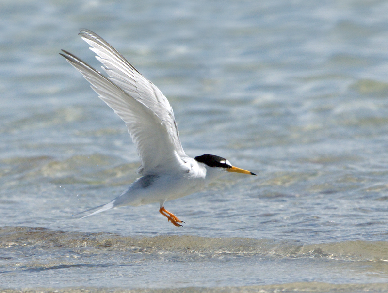 Little Tern