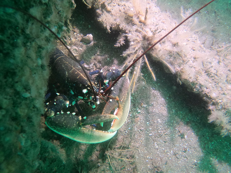 Lobsters can continue being caught in lobster pots long after they are no longer in use (c) Ghost Fishing UK