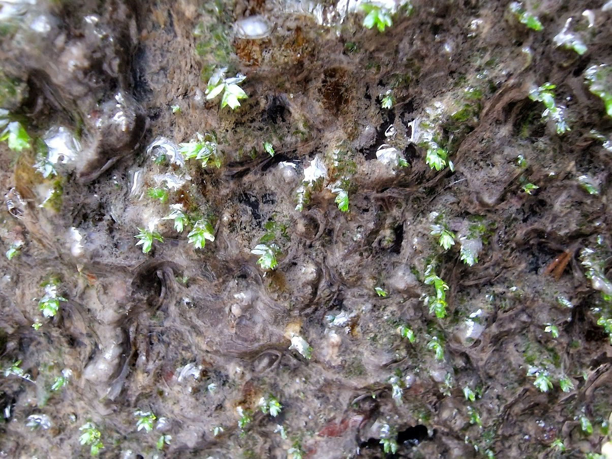 Long-beaked Water Feather-moss